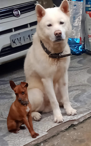 meus dogs