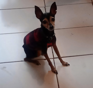 minha outra dog